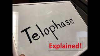 Telophase explained [upl. by Sophia]