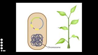 Agrobacterium A Plant Gene Transfer Vector [upl. by Sirtemed]