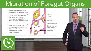 Foregut Organs Omentum amp Mesenteries – Embryology  Lecturio [upl. by Hajan]