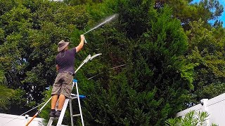 Leyland Cypress Tree Trim turns into complete removal [upl. by Leahcimauhsoj]