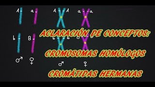 HOMOCIGOTOS Y HETEROCIGOTOS Genética Biología [upl. by Elfrieda54]