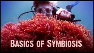 Symbiosis Mutualism Commensalism and Parasitism [upl. by Drahsar796]