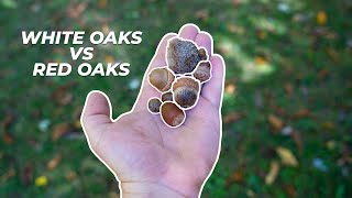 Identifying Oak Trees for Whitetail Deer Hunting [upl. by Ocimad]