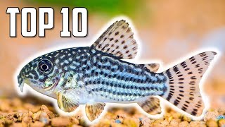 Top 10 Cory Catfish for Your Aquarium [upl. by Kondon]