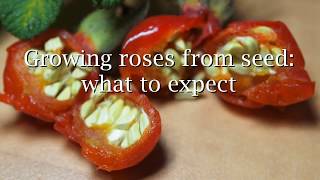 Growing roses from seed what to expect [upl. by Ayo]