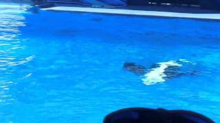 SeaWorld orca Tilikum who killed trainer dies [upl. by Araiet]