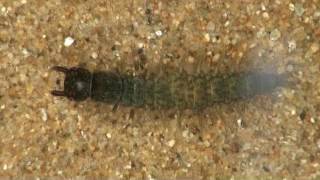 Hellgrammite dobsonfly larva [upl. by Annaliese938]