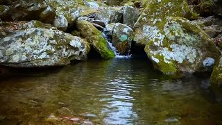 Water Stream Ambience Soft amp Soothing Flowing Water [upl. by Analat]