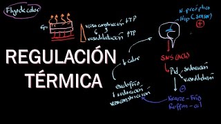 Fisiología hipotalámica Regulación térmica fiebre [upl. by Nuri672]